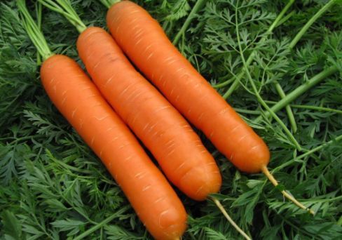 Морковь гранулир. Нантская 4  300 шт. гель