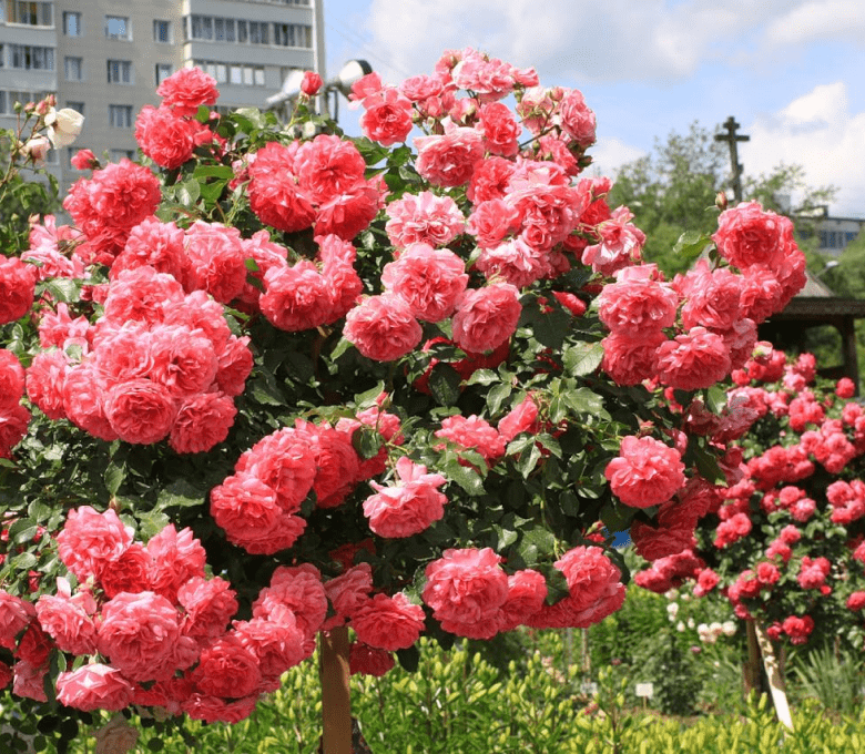 Роза плетистая Розариум Ютерсен