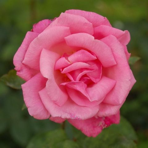 Роза чайно-гибридная Пинк Мэджик