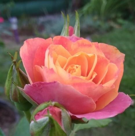 Роза чайно-гибридная Сонора