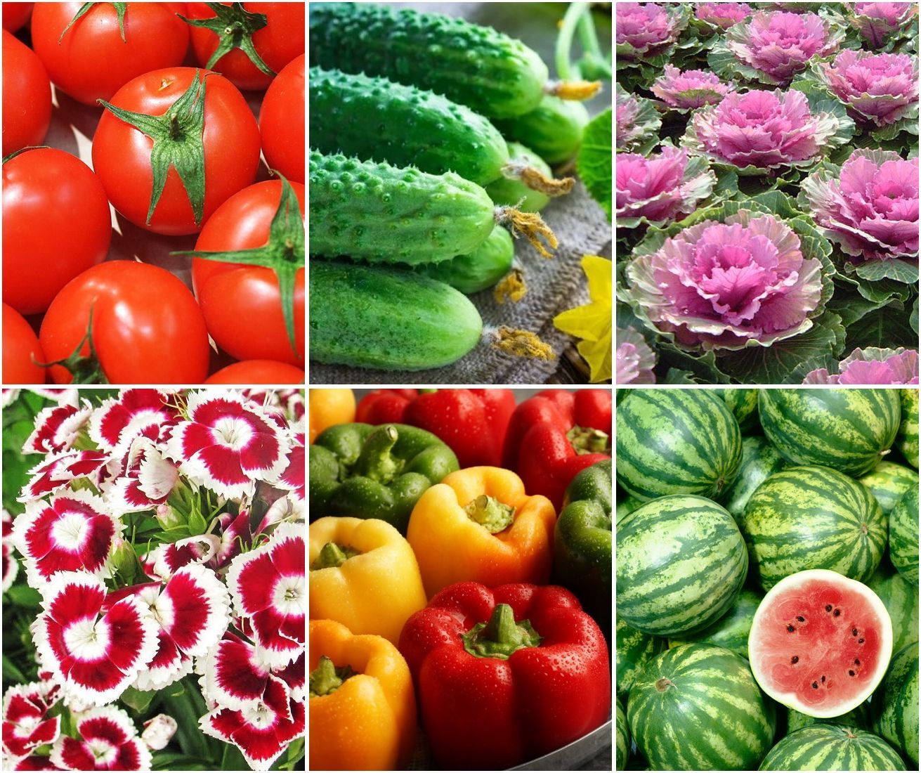 Комплект из 100 видов семян овощей и цветов «Щедрость»