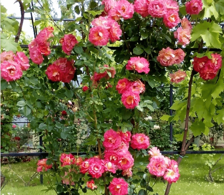 Роза плетистая  Декор Арлекин