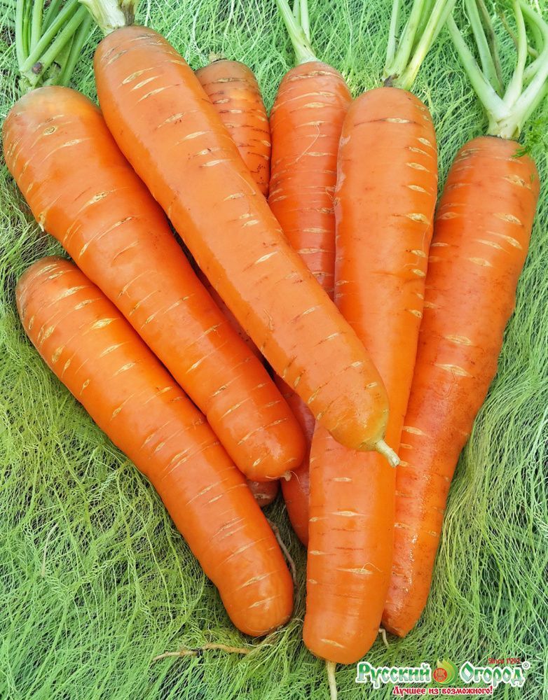 Морковь Рогнеда, семена
