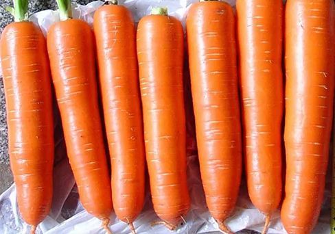Морковь Неженка, семена 2 г