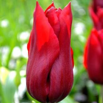 Тюльпан лилиецветный Ред Шайн 5 шт.