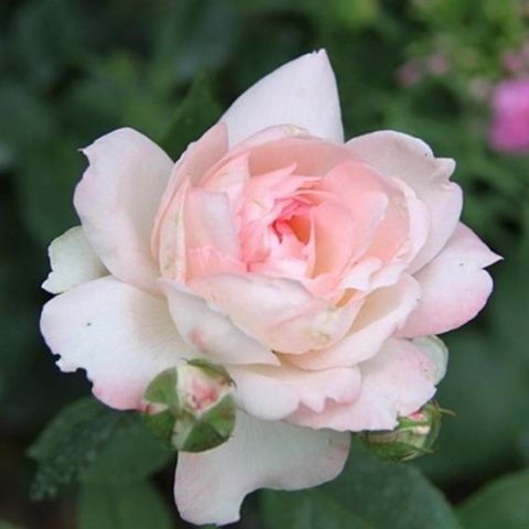 Роза чайно-гибридная Байзер