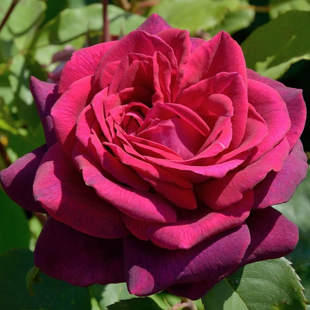 Роза чайно-гибридная Графиня Диана