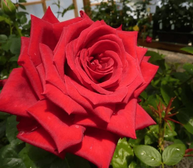 Роза чайно-гибридная Гранд Аморе