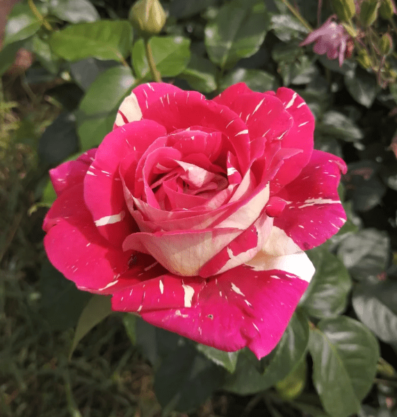 Роза чайно-гибридная Пестрая Фантазия