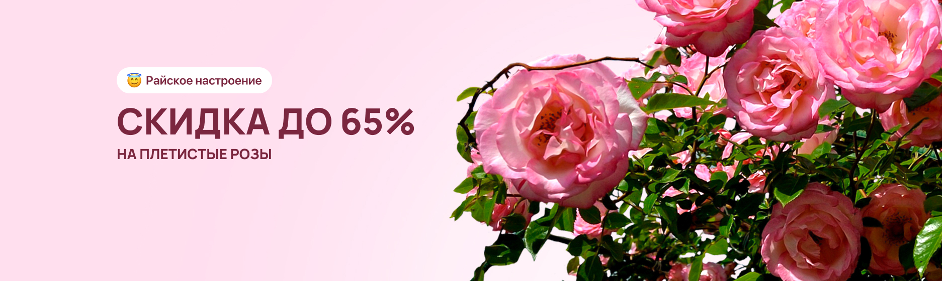 Плетистые розы со скидкой до 65%