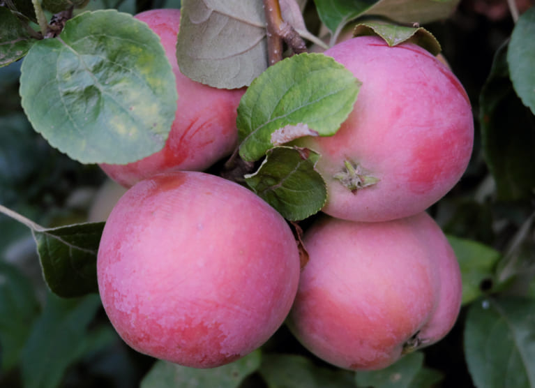 Сорт розовый налив. Яблонька розовый налив. Яблоня "розовый налив" (Malus domestica). Яблоня розовый Канвиль. Полукарлик розовый налив.
