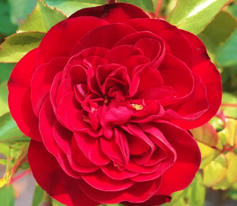 Роза флорибунда Кордула