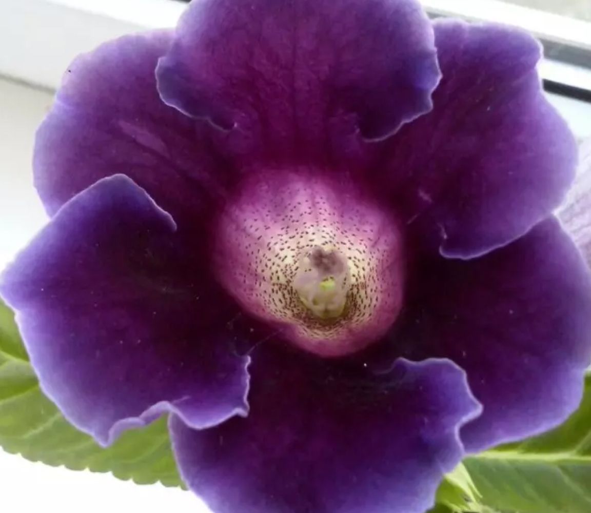 Глоксиния Императрица Фиолетовая, семена