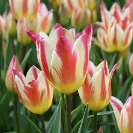 Тюльпан многоцветковый Триколлет 5 шт.
