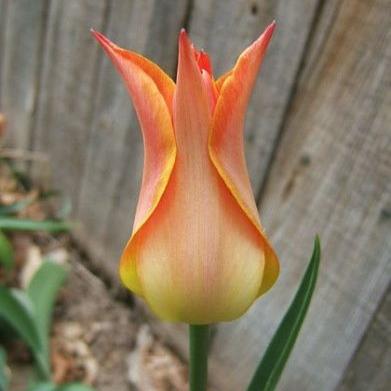 Тюльпан лилиецветный Баллада Оранж 5 шт.