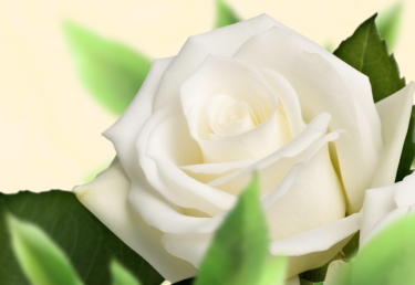 Розы чайно-гибридные со скидками до 65%