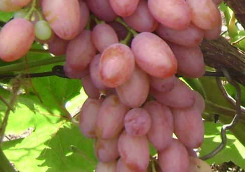 Виноград Арочный – купить в питомнике по цене 313 ₽ с доставкой по всейРоссии.