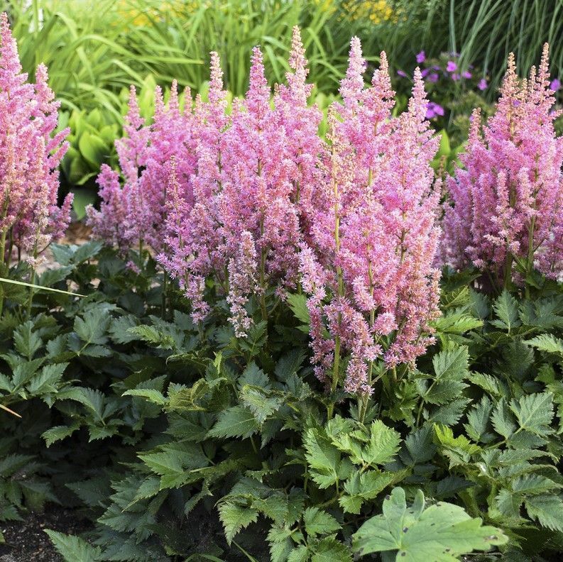 Astilbe Vision in Pink