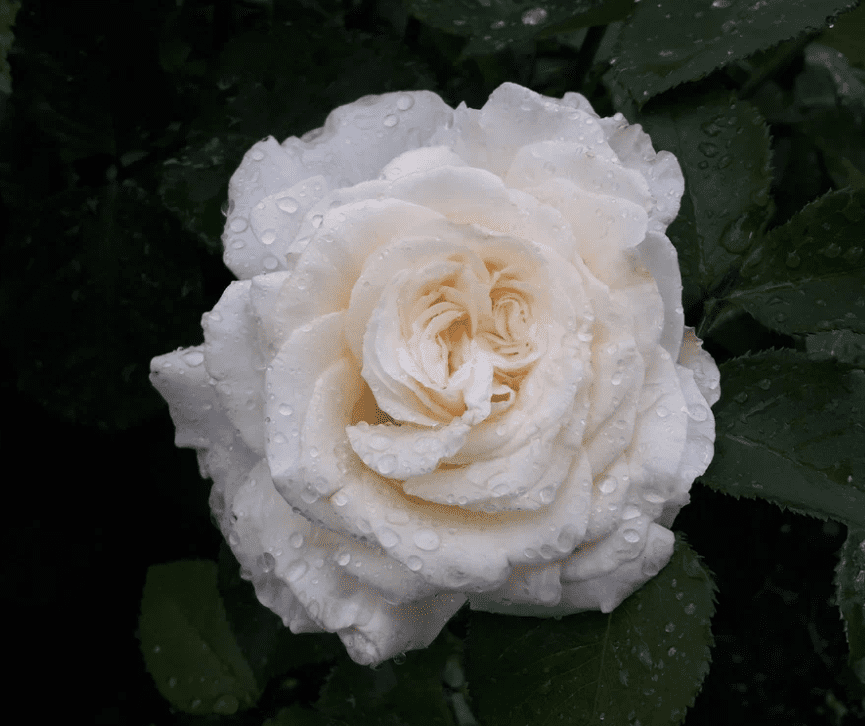 Роза чайно-гибридная Ирина