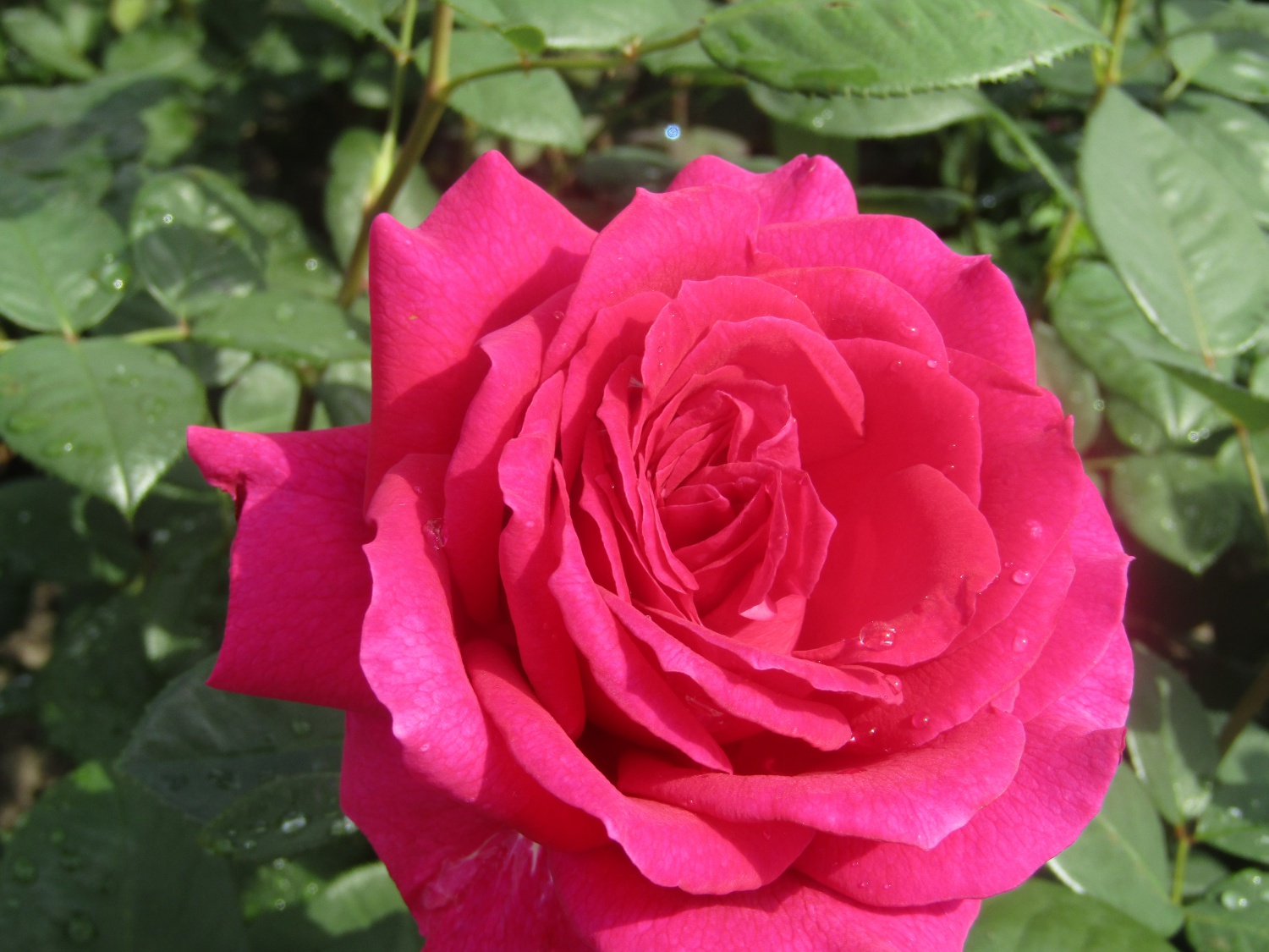 Роза чайно-гибридная Биг Перпл