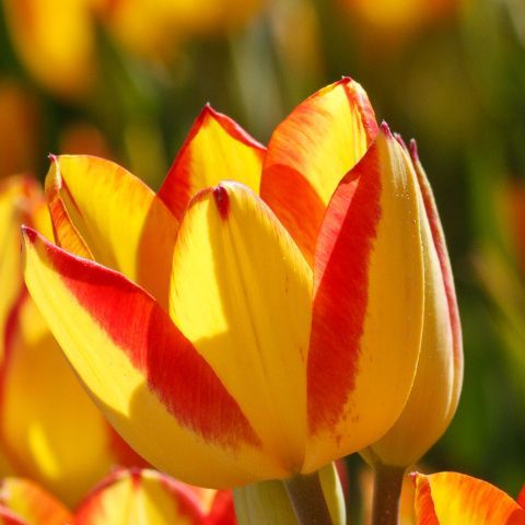 Тюльпан многоцветковый Флоретте 5 шт.