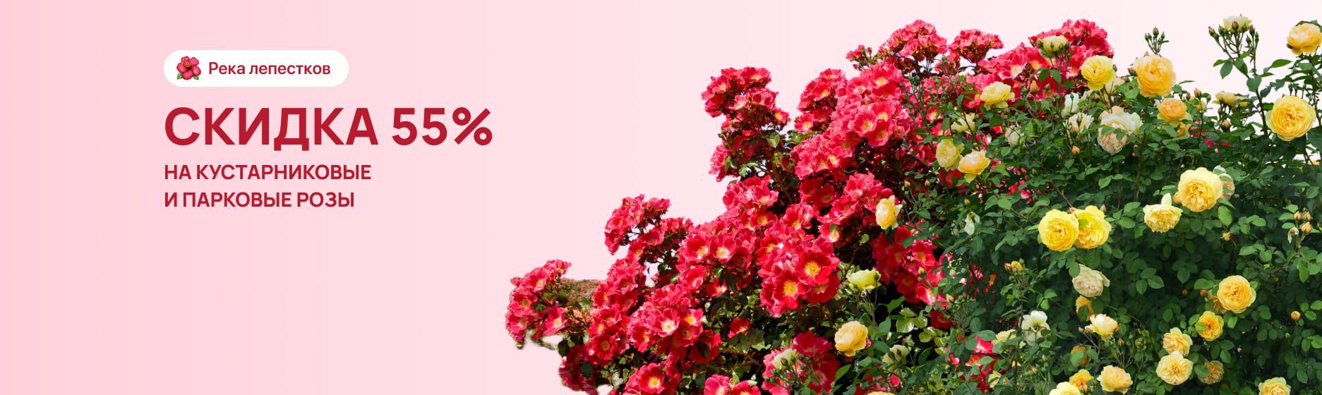 Парковые и кустарниковые розы со скидкой 55%
