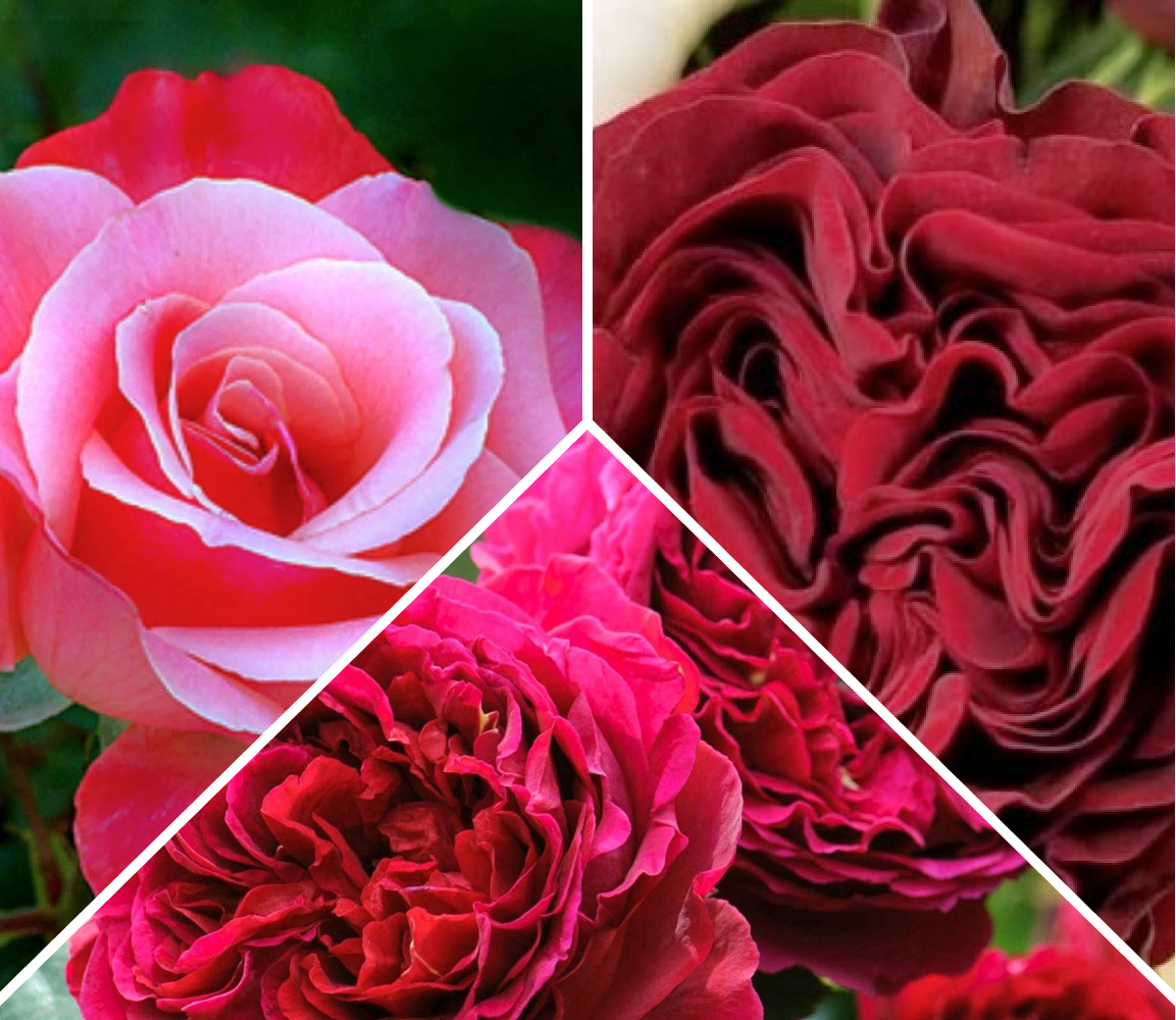 Комплект роз «Пурпурный фонтан»