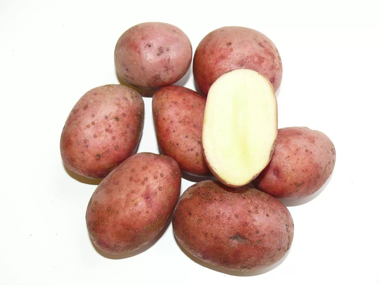 Картофель сорт Любава