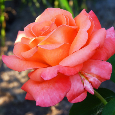 Роза чайно-гибридная Султан