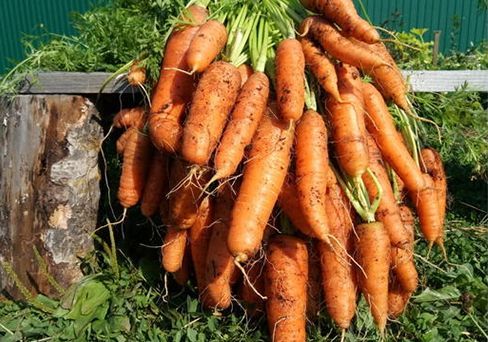 Морковь гранулированная Бейби F1, семена 300 шт.