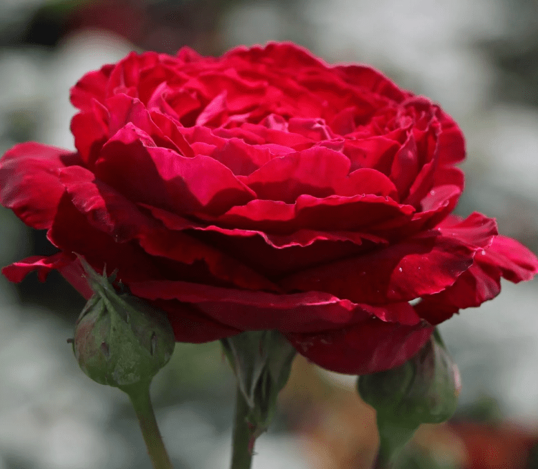 Роза чайно-гибридная Госпел