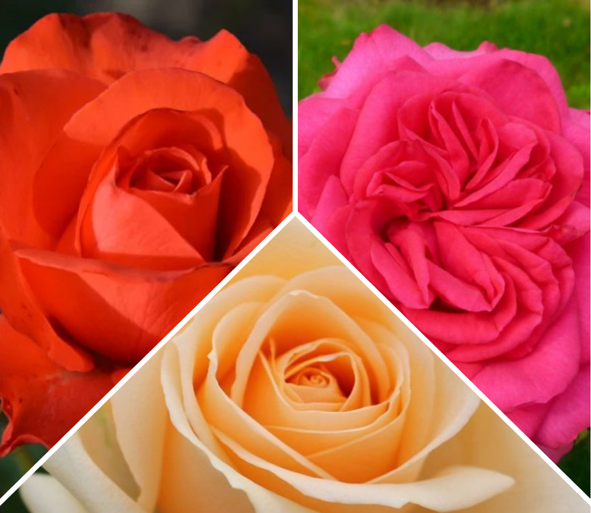Комплект роз «Улыбка»