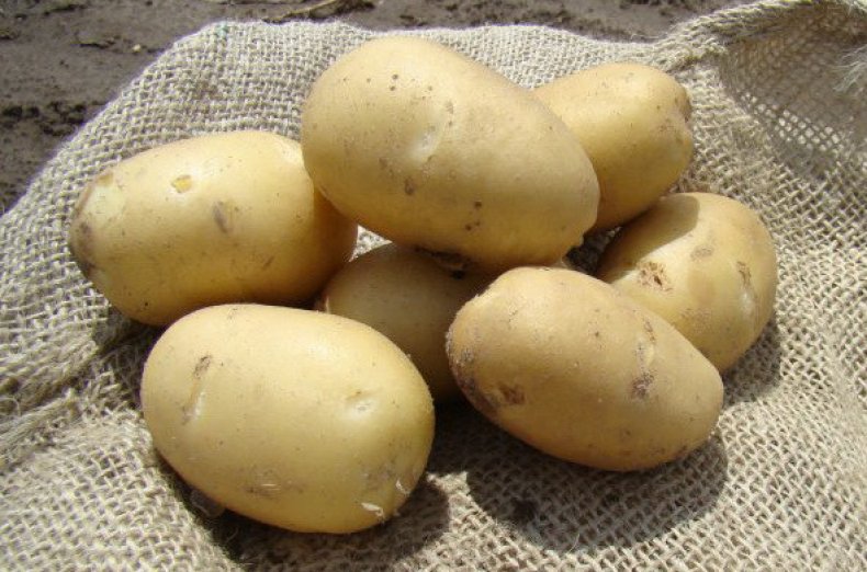 Семенной картофель Ривьера.