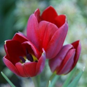 Тюльпан многоцветковый Уоллфлауэр 5 шт.