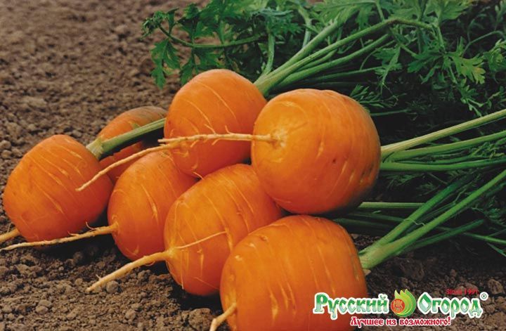 Морковь Ройал Форто, семена