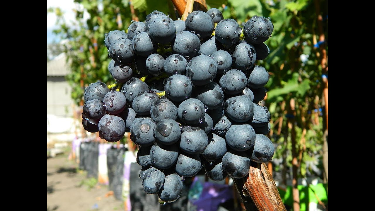 “黑翡翠”——滨海边疆区西伯利亚花园博览会上最好的葡萄品种