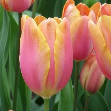 Тюльпан многоцветковый Драгон Кинг 5 шт.