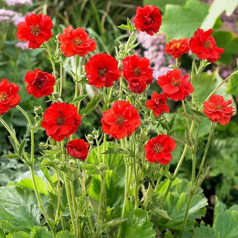 Красный многолетний цветок фото и название