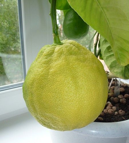 Лимон Пандероза