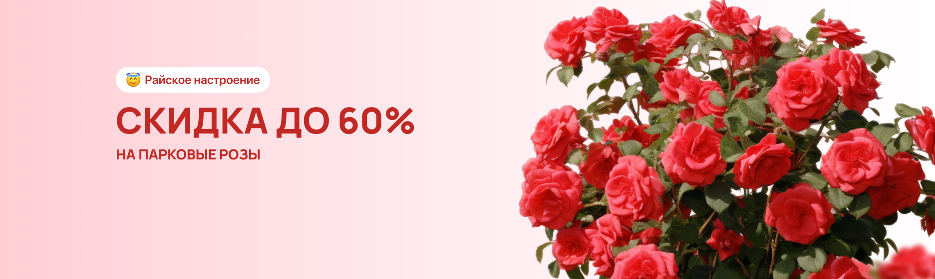 Парковые розы со скидкой до 60%