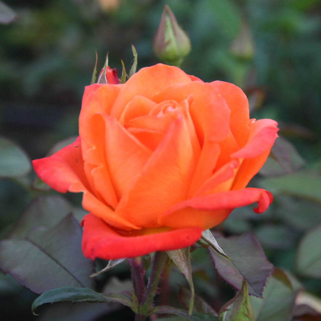 Роза персиковый Амбассадор
