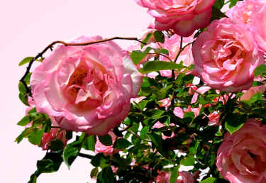 Скидка до 45% на плетистые розы