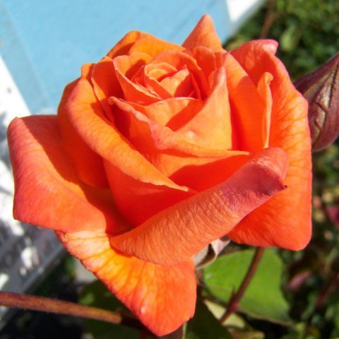 Роза чайно-гибридная Гольштейн Перла