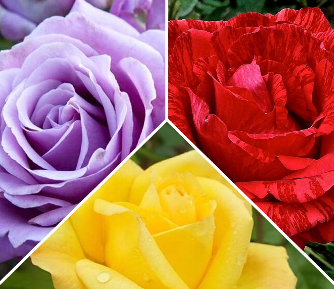 Цветория отзывы покупателей интернет. Комплект розы. Цветория. Супер комплект роз.