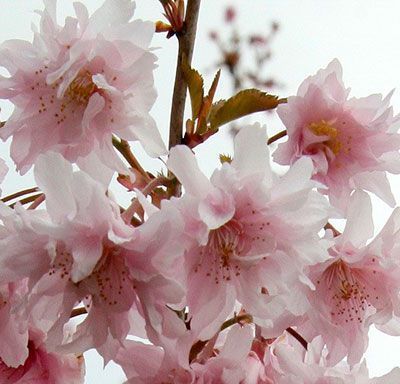 Сакура (вишня декоративная) Ошидори