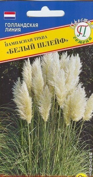 Пампасная трава Белый шлейф, семена