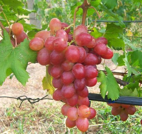 Виноград Рубиновый юбилей