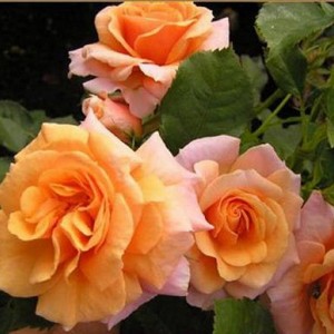 Роза плетистая Лиане – купить в питомнике по цене 492 ₽