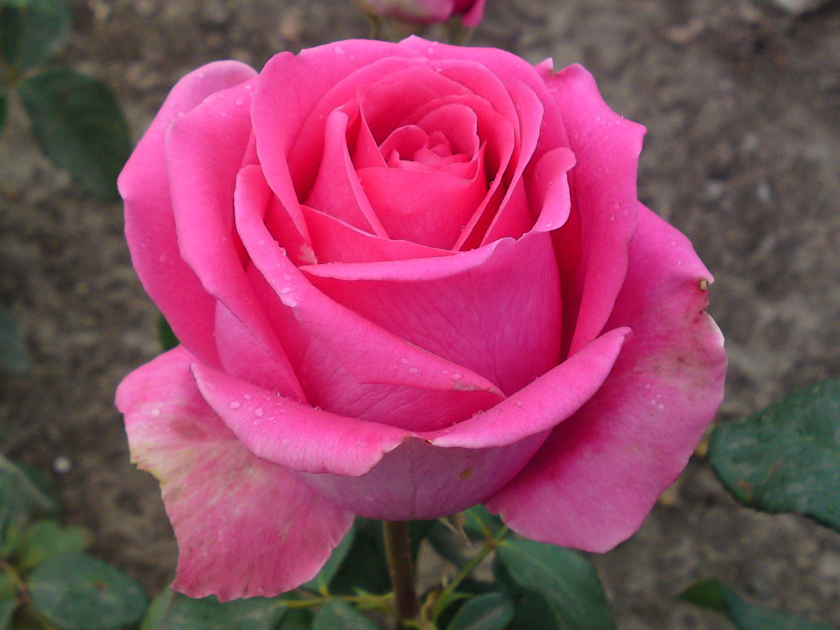 Роза чайно-гибридная Шокинг Версилия