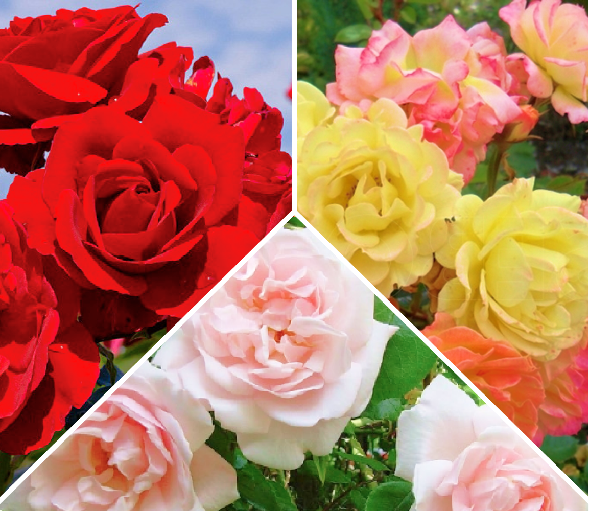 Цветория отзывы покупателей интернет. Комплект розы. Розы от Тимофея. Супер комплект роз.